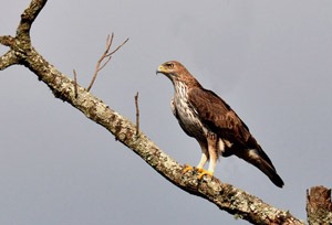 Бүргэдэй (Харсун бүргэдэй)